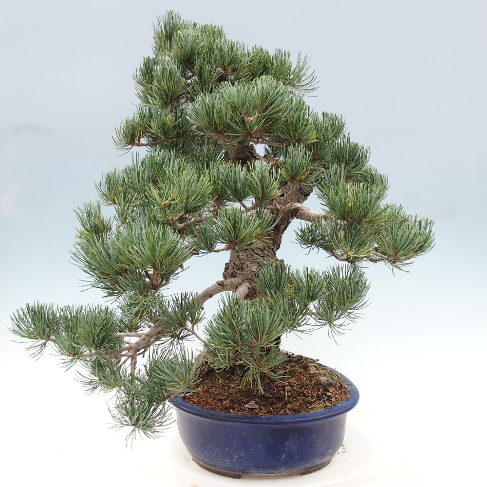 Bonsai da esterno - Pinus parviflora - Pinus parviflora
