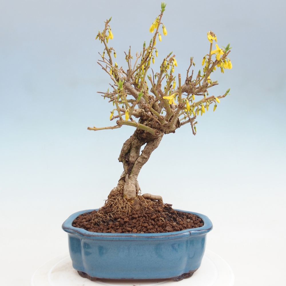 Bonsai da esterno - Zlatice - Forsythia koreana