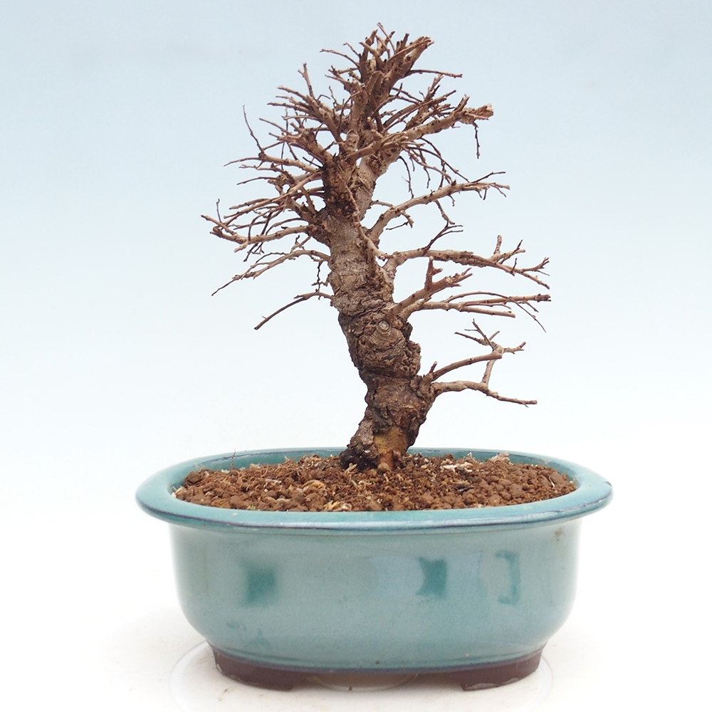 Bonsai da esterno - Zelkova - Zelkova NIRE