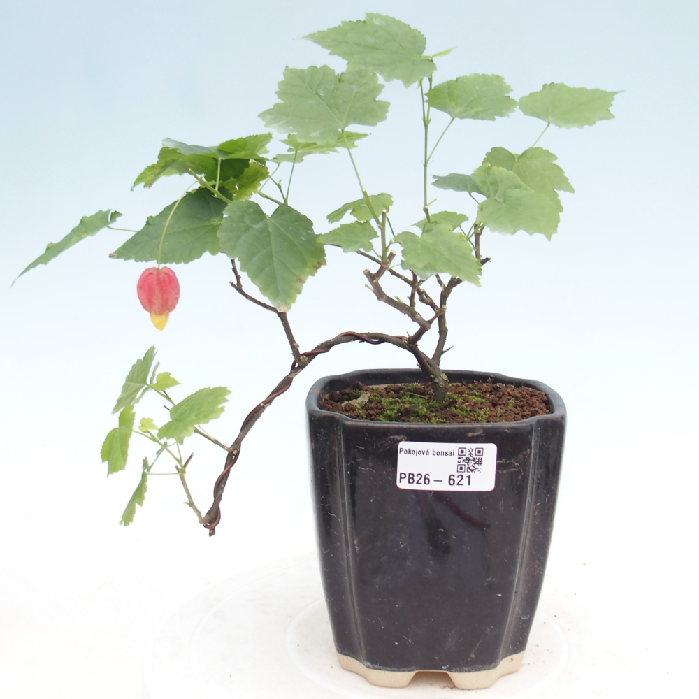 Bonsai da interno - Abutilon Big Bell - Cloudberry