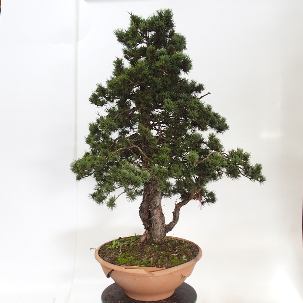 Yamadori - Pinus sylvestris Spagna