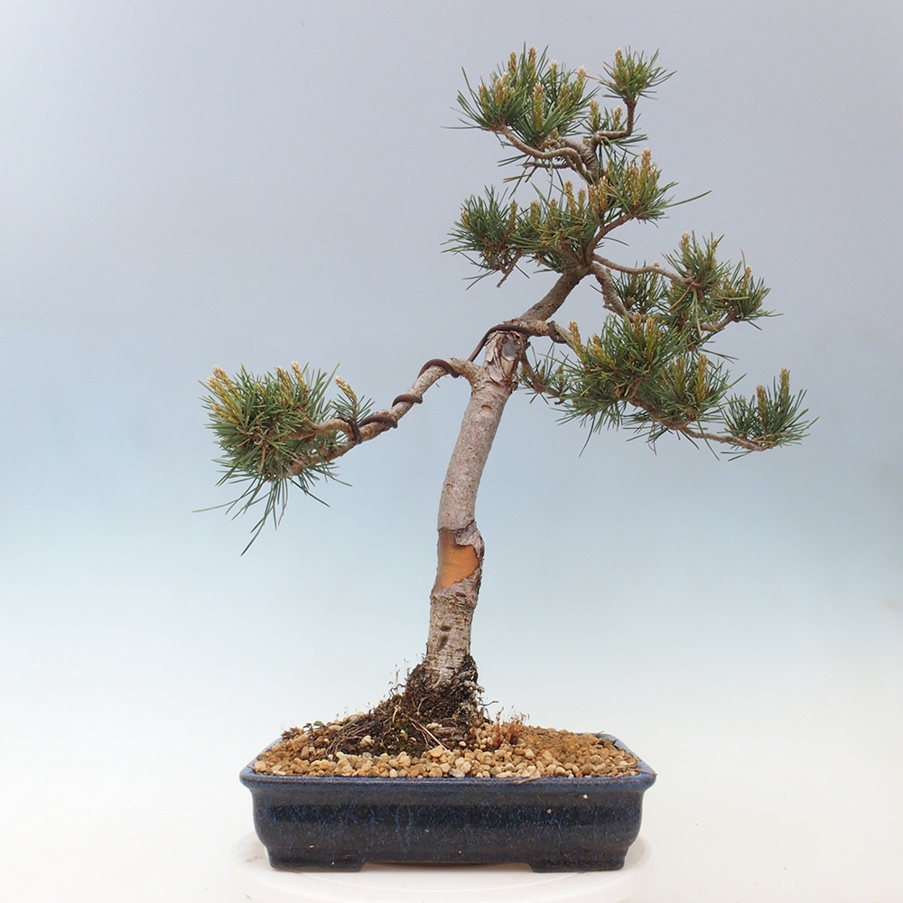 Bonsai da esterno - Pinus Sylvestris Watererri - Pino silvestre