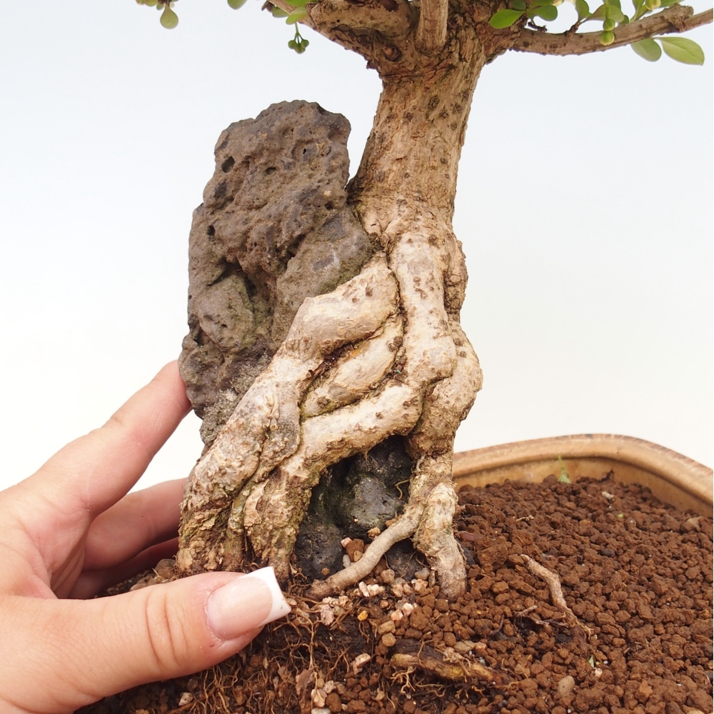 Bonsai da esterno - Berberis coreana