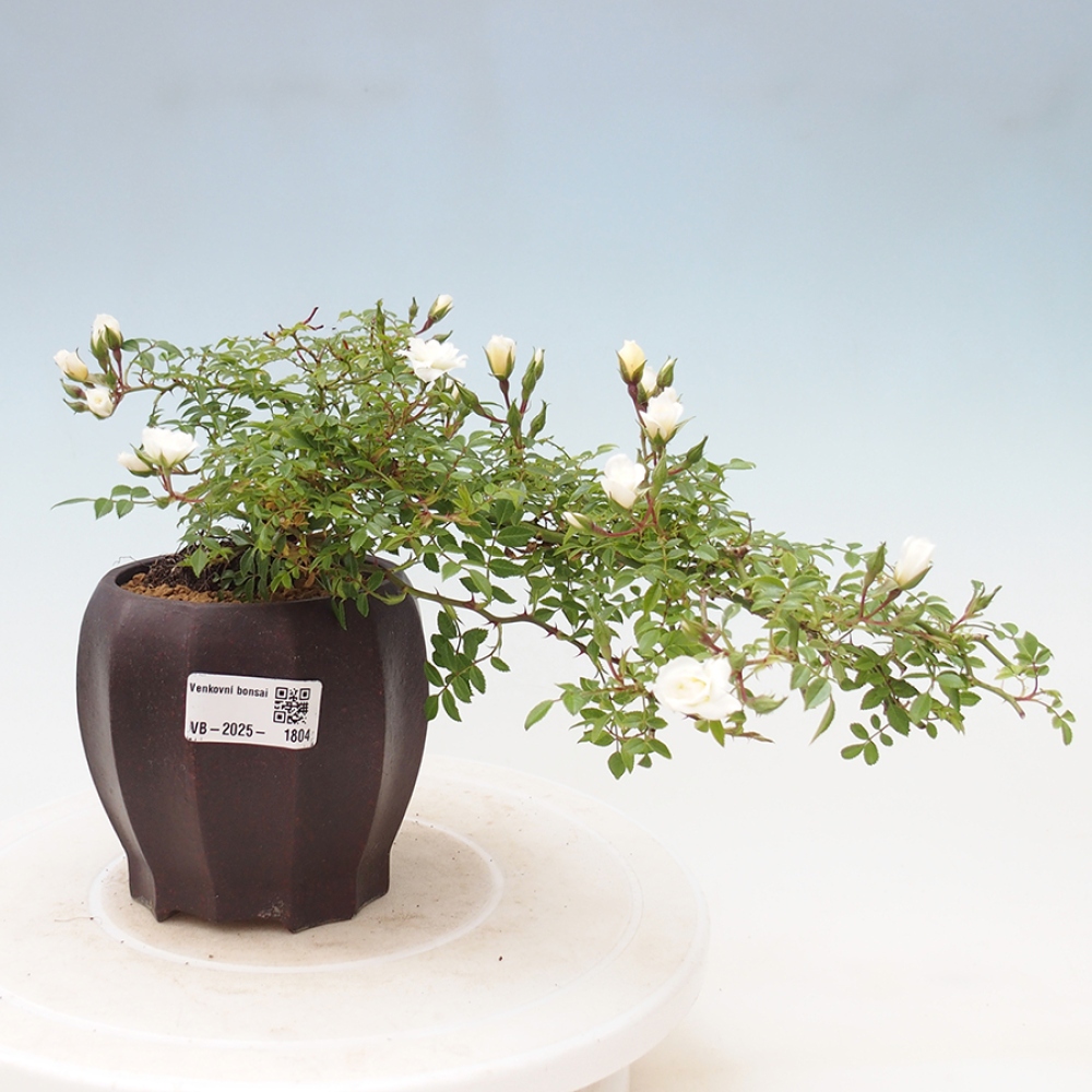 Bonsai da esterno - Rosa Sea Foam - rosa