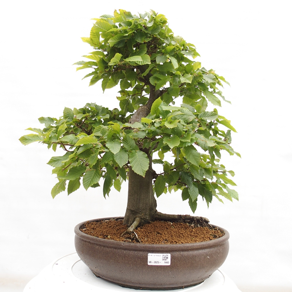 Bonsai da esterno - Carpino - Carpinus betulus