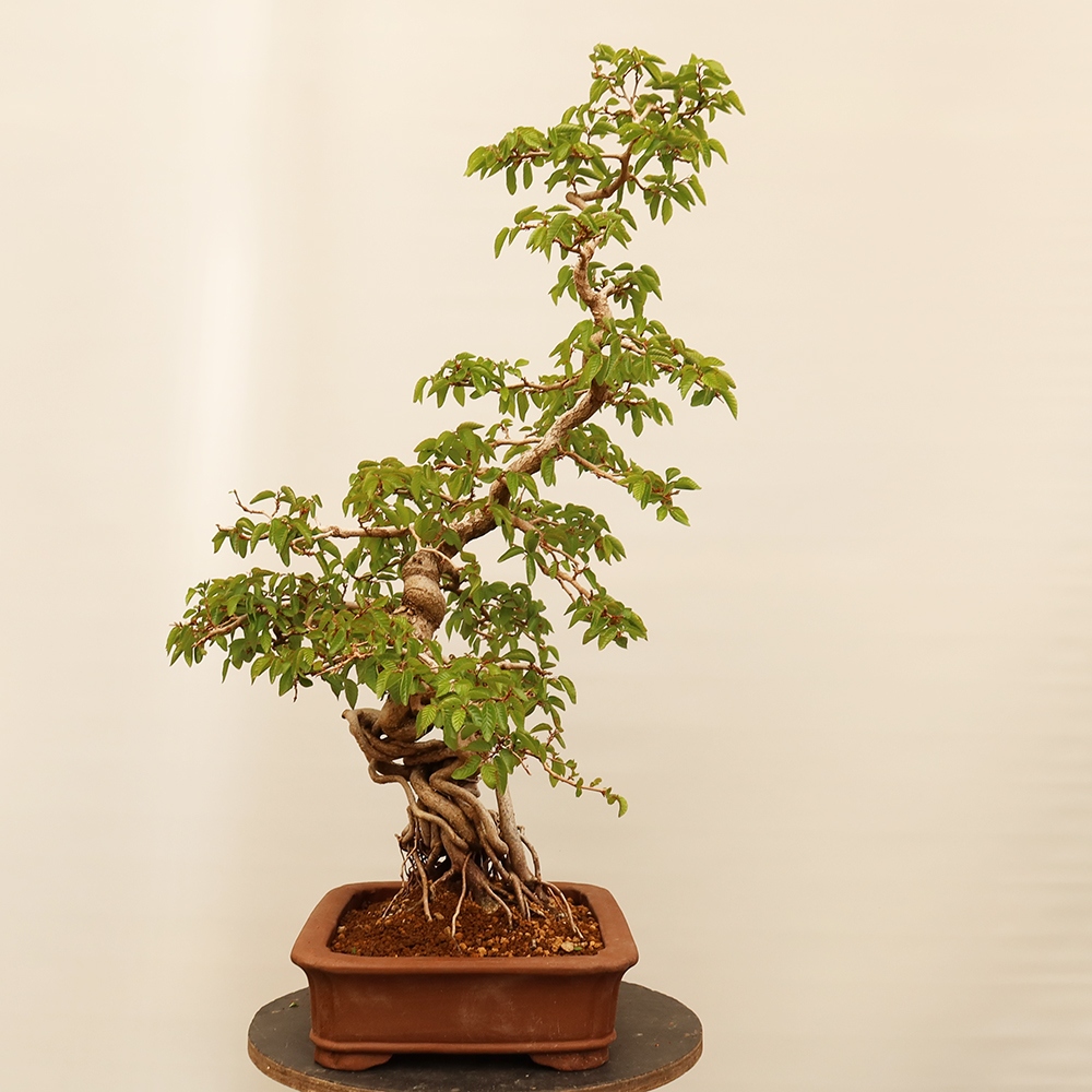 Bonsai da esterno -Carpinus Coreana - Carpino coreano