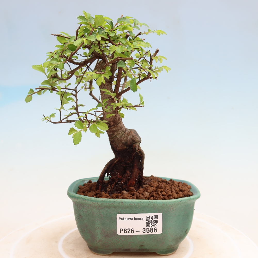 Camera bonsai - Ulmus parvifolia - Olmo a foglie piccole