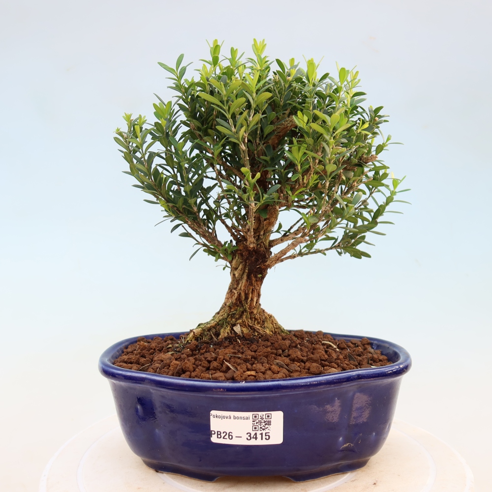 Camera bonsai - Buxus harlandii - buxus da sughero