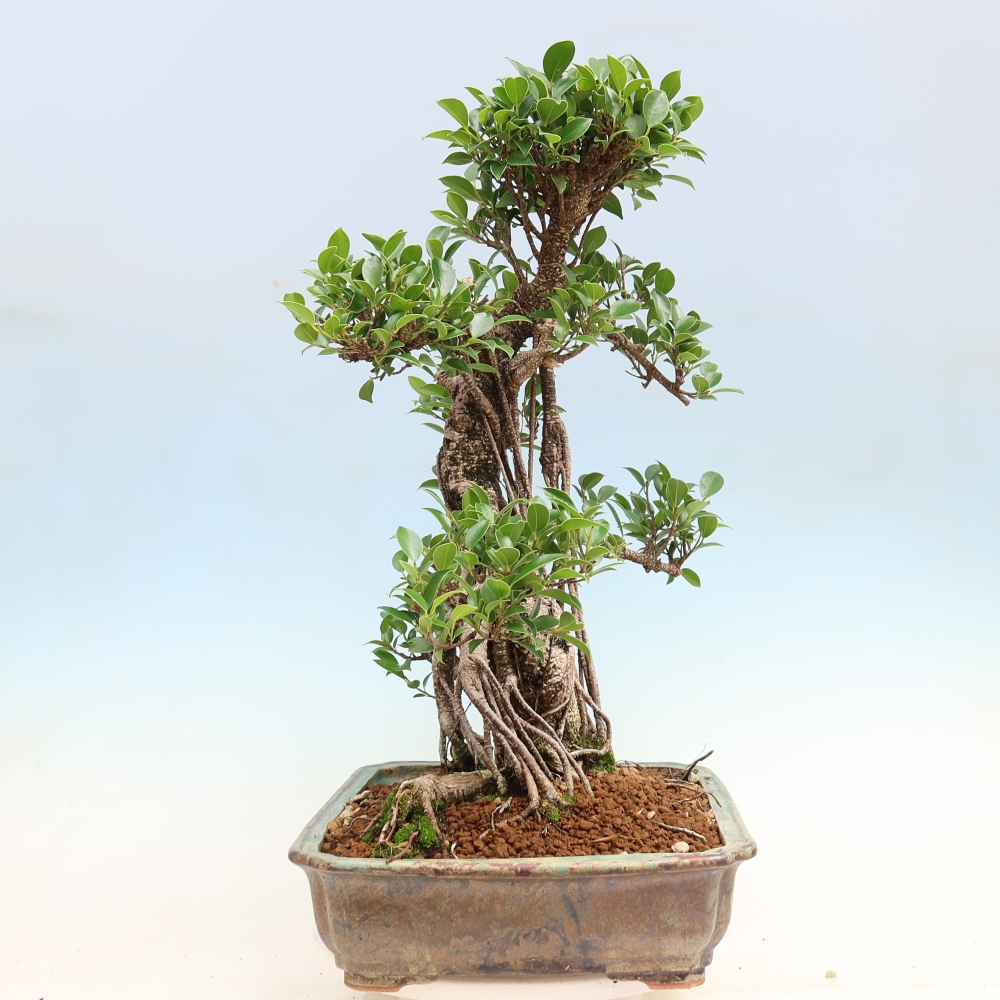 Camera bonsai - Ficus kimmen - ficus a foglie piccole