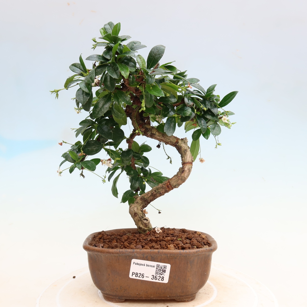 Camera bonsai - Carmona macrophylla - Tea fuki