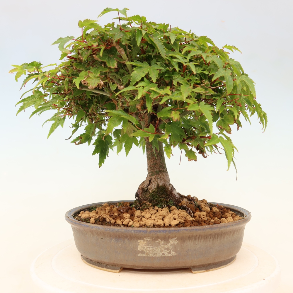 Acer palmatum KIOHIME - Acero palmato