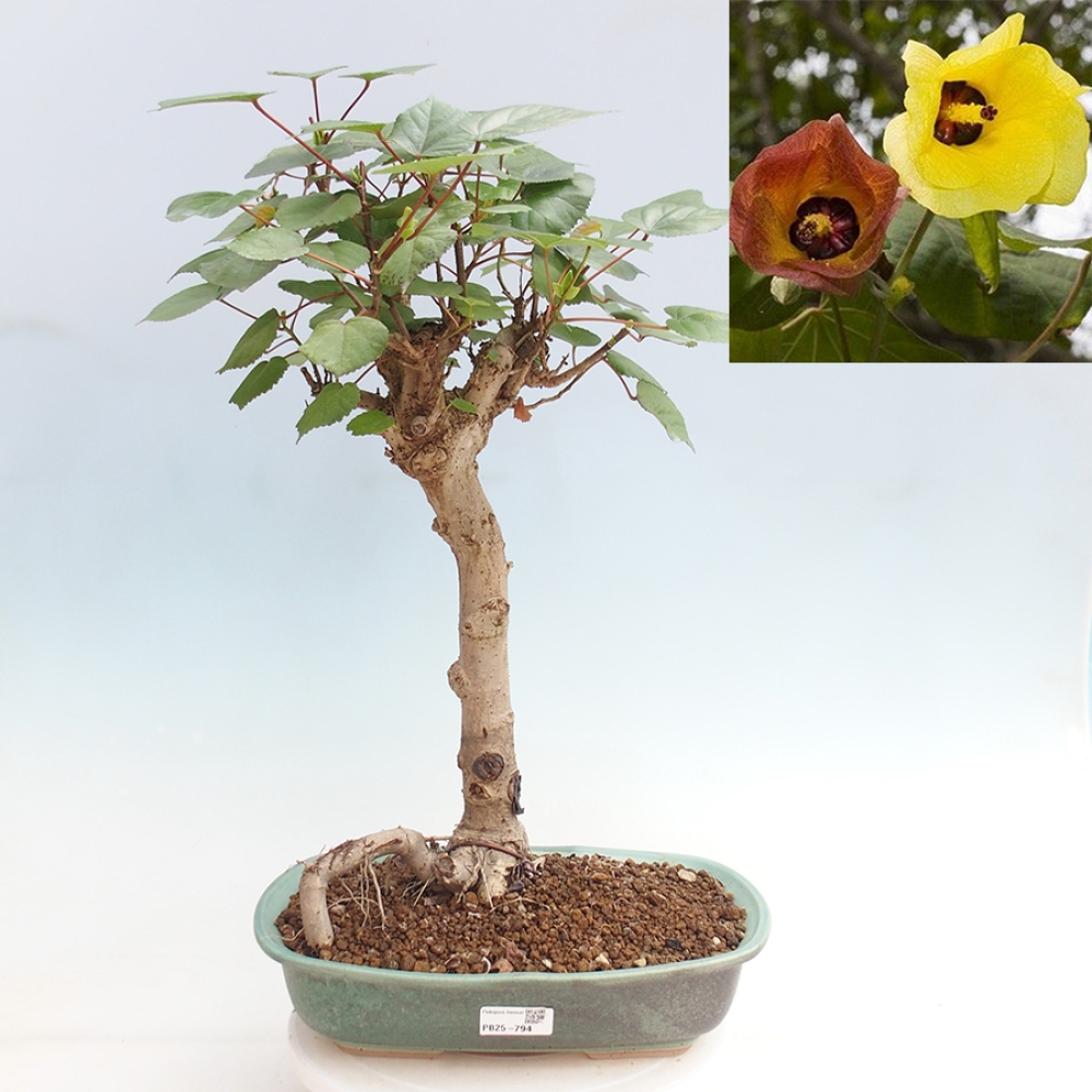 Bonsai da interno - Hibiscus tiliaceus - Ibisco marino