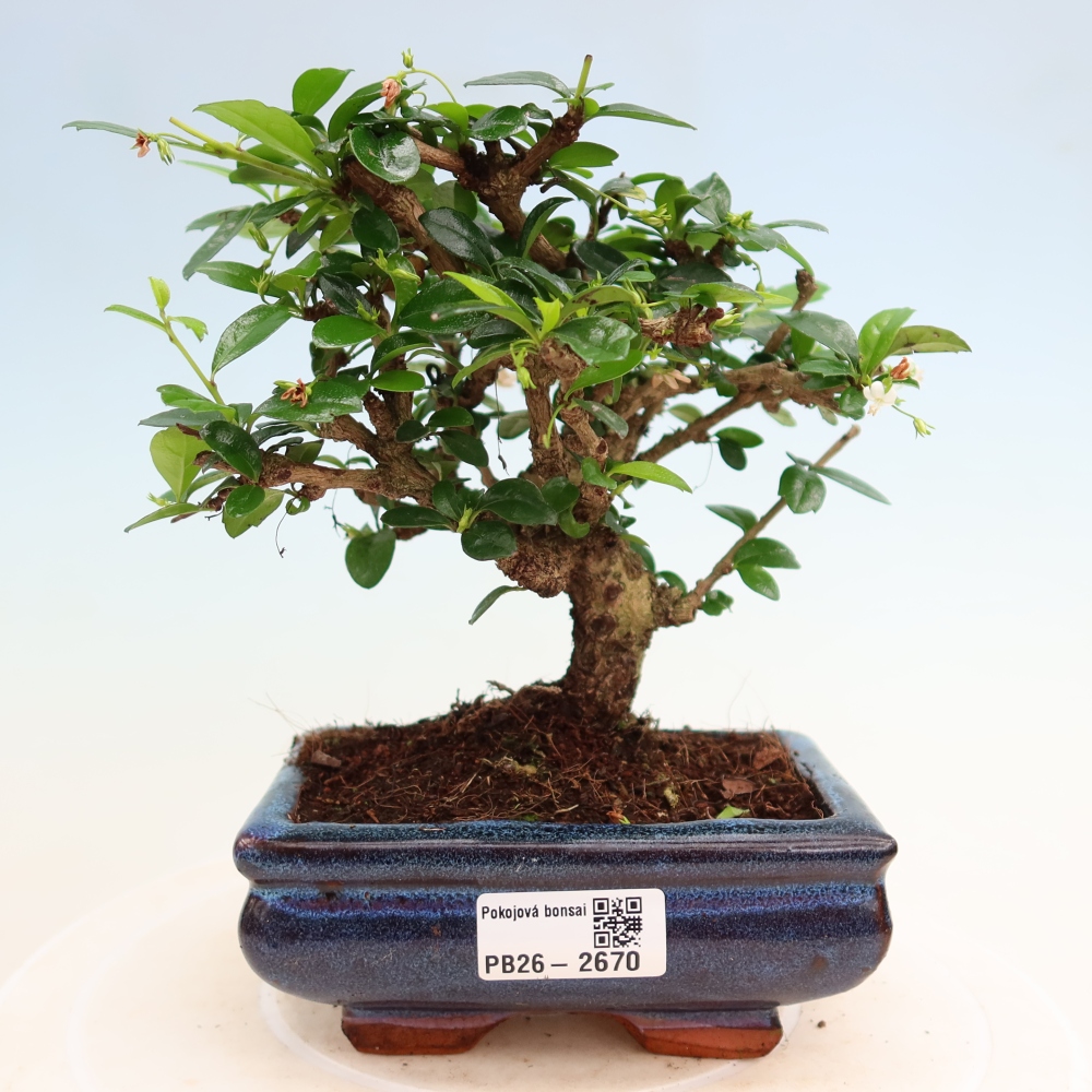 Camera bonsai - Carmona macrophylla - Tea fuki