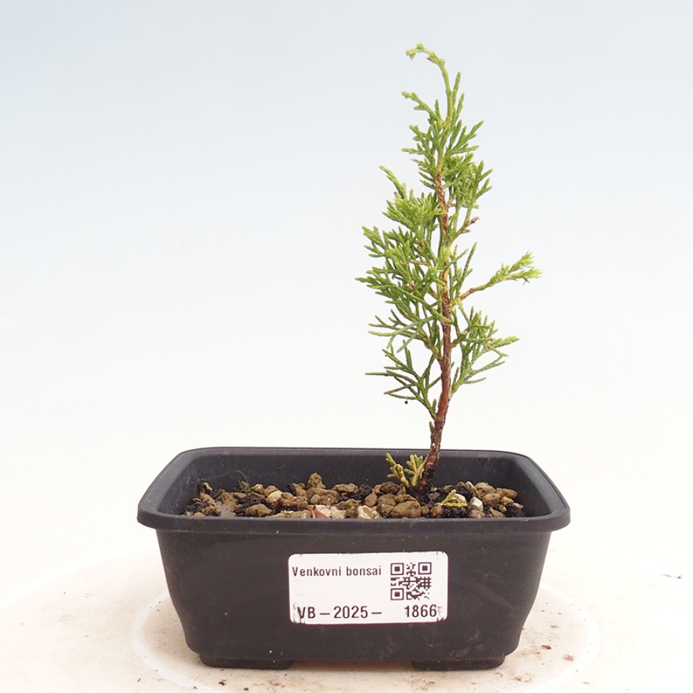 Bonsai da esterno - Juniperus chinensis Itoigawa