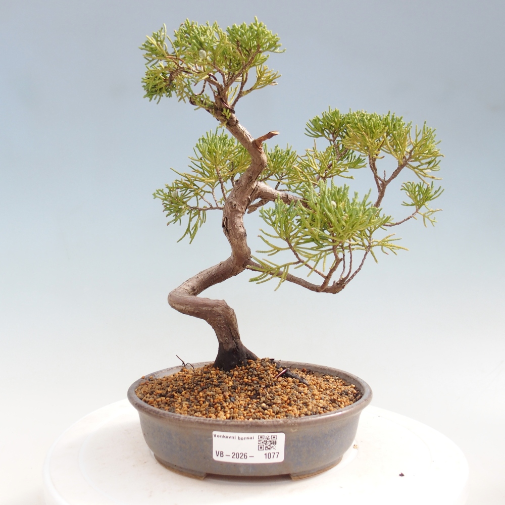 Bonsai da esterno - Juniperus chinensis Kishu