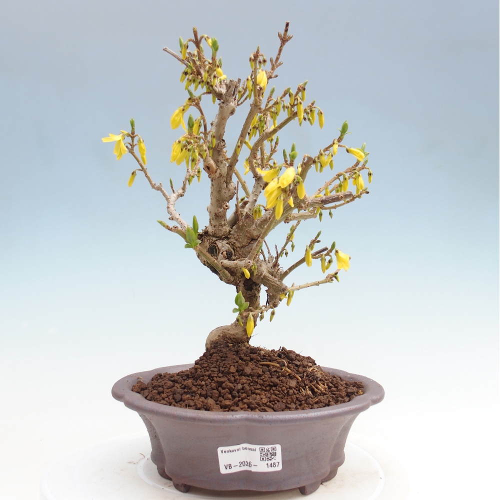 Bonsai da esterno - Zlatice - Forsythia koreana