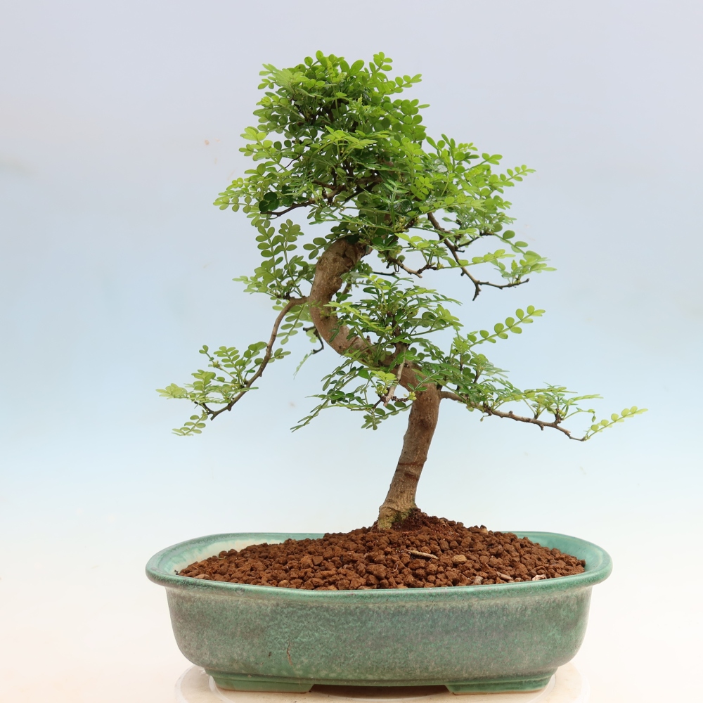 Camera bonsai - Zantoxylum piperitum - albero del pepe