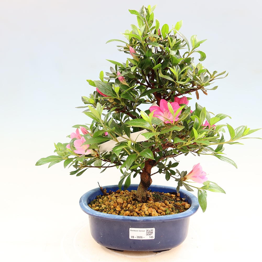 Bonsai da esterno - Azalea giapponese - Azalea Reiko