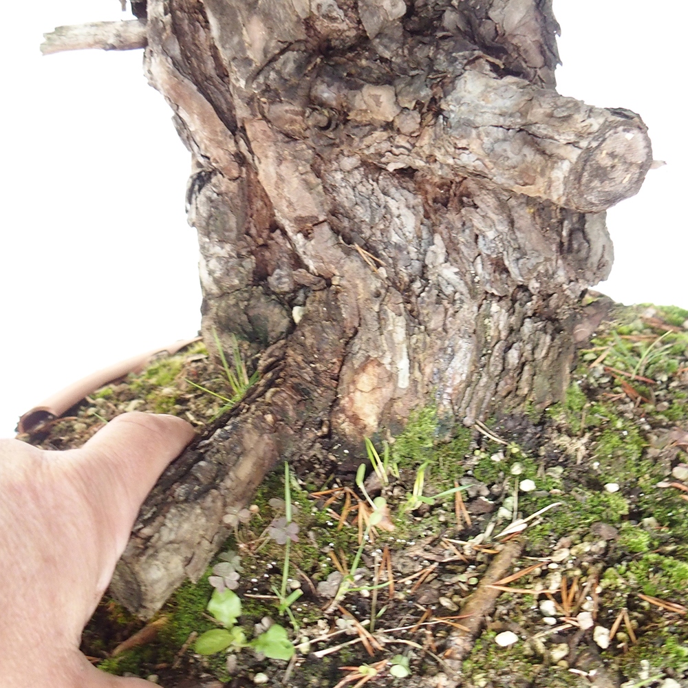 Yamadori - Pinus sylvestris Spagna