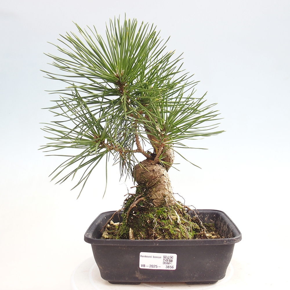 Bonsai da esterno - Pinus thunbergii - Pino di Thunberg