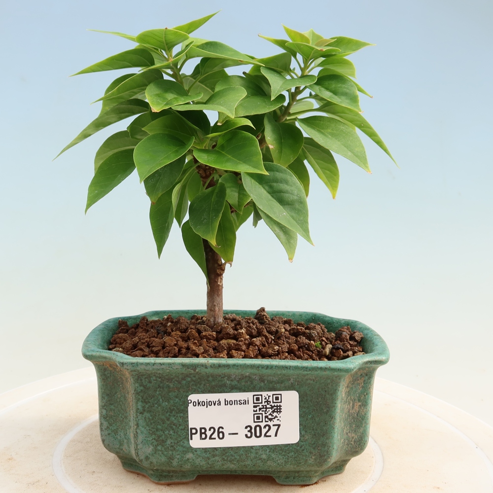 Camera bonsai - Bouganwilea