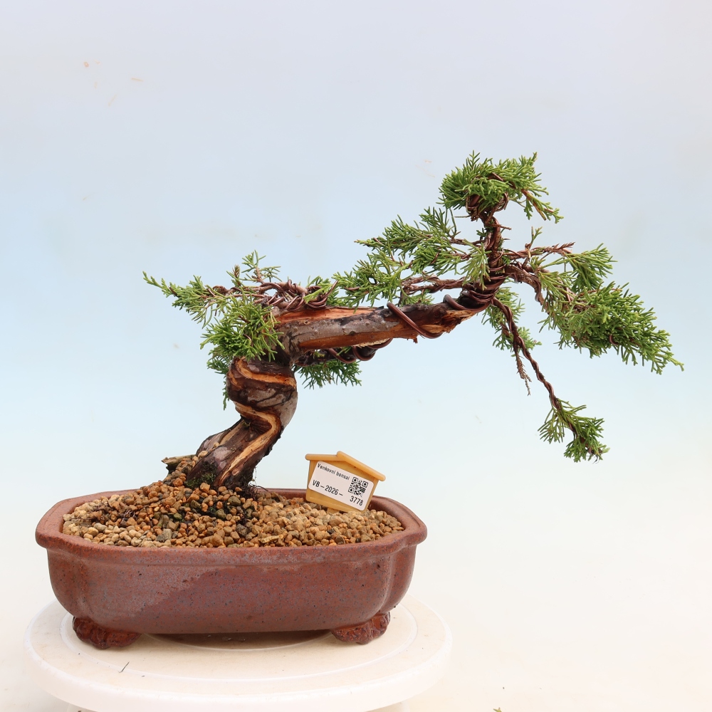 Bonsai da esterno - Juniperus chinensis Itoigawa-Juniperus chinensis