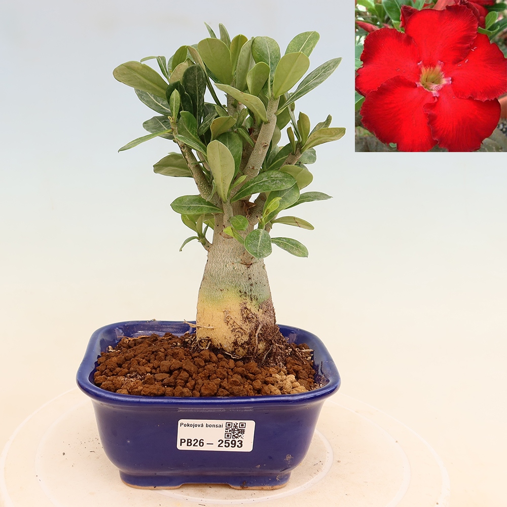 Bonsai da interno - Adenium obesum Red Star - Rosa del deserto