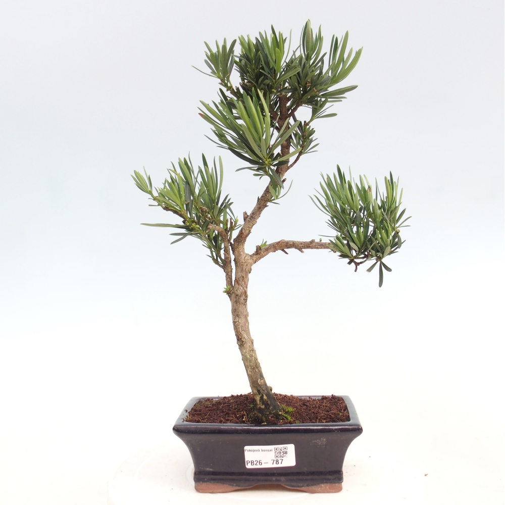 Camera bonsai - Podocarpus - Tasso delle pietre