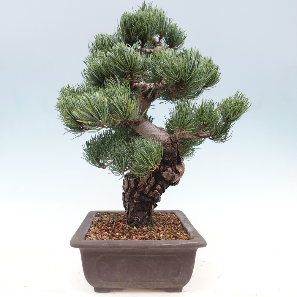 Bonsai da esterno - Pinus parviflora - Pinus parviflora