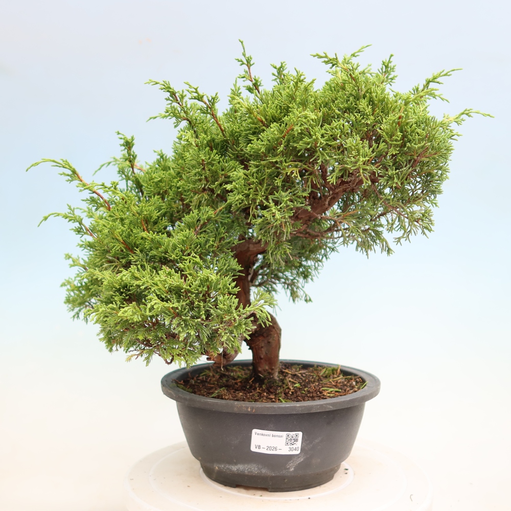 Bonsai da esterno - Juniperus chinensis Itoigawa-Juniperus chinensis