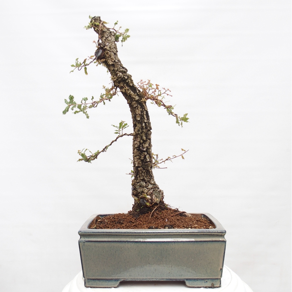 Yamadori - Quercus Ilex - Agrifoglio di quercia
