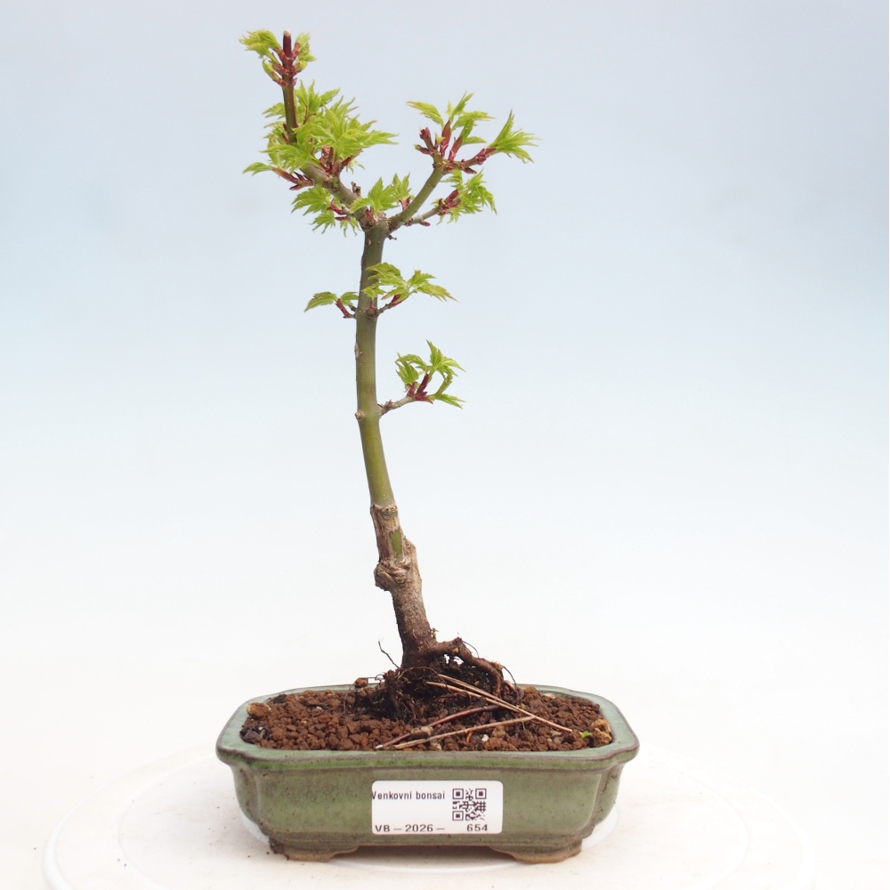 Bonsai da esterno -Javor a foglie piccole SHISHIGASHIRA