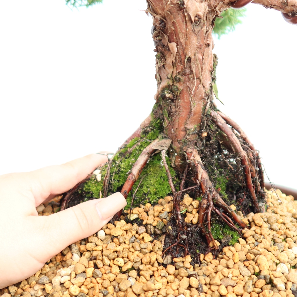 Bonsai da esterno - Juniperus chinensis Kishu