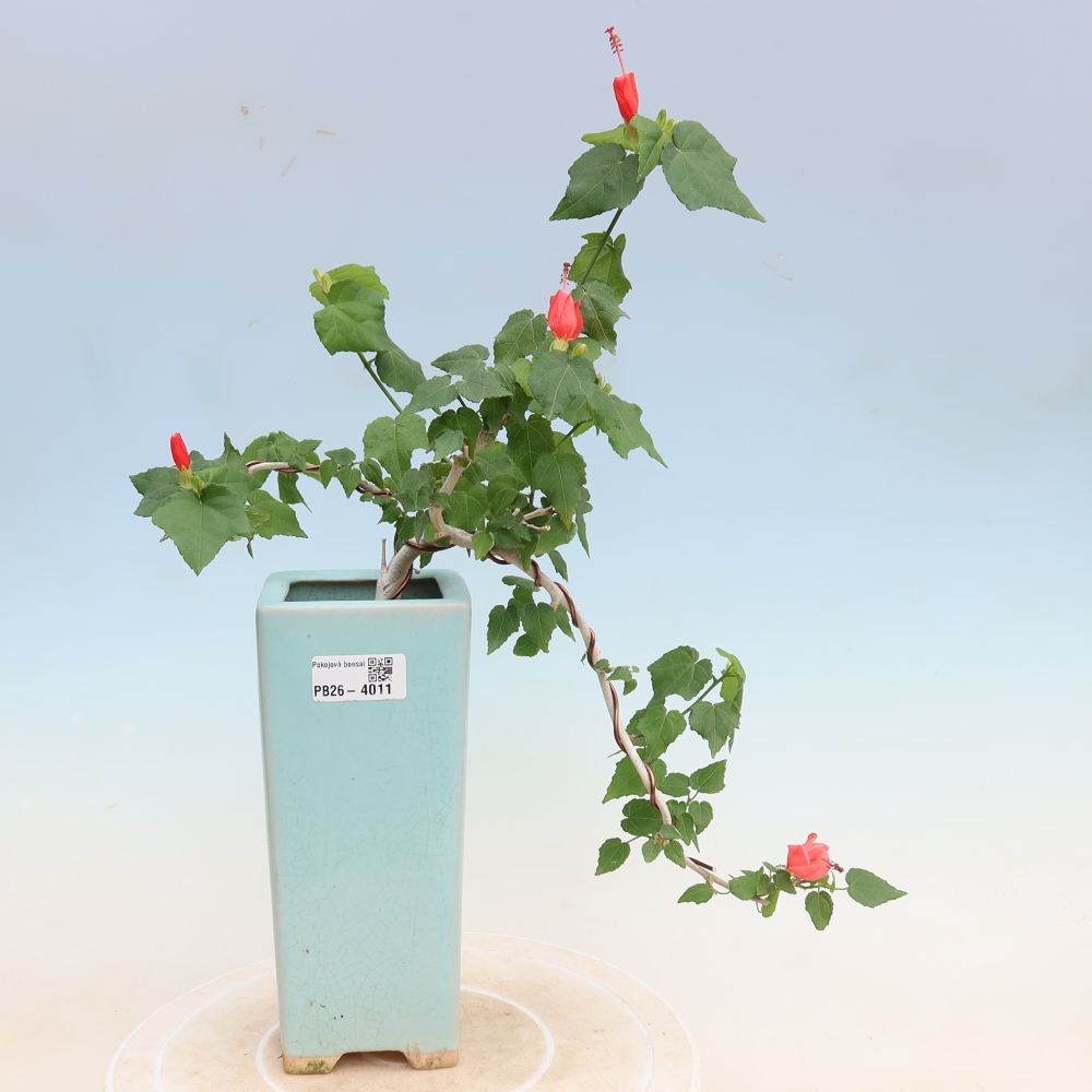 Bonsai da interno - Malvaviscus arboreus