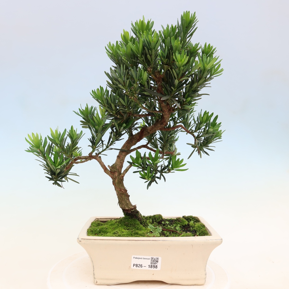 Camera bonsai - Podocarpus - Tasso delle pietre