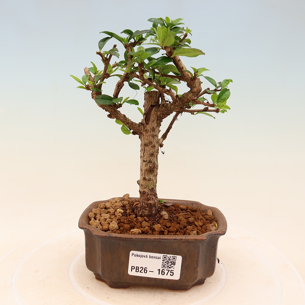 Camera bonsai - Carmona macrophylla - Tea fuki