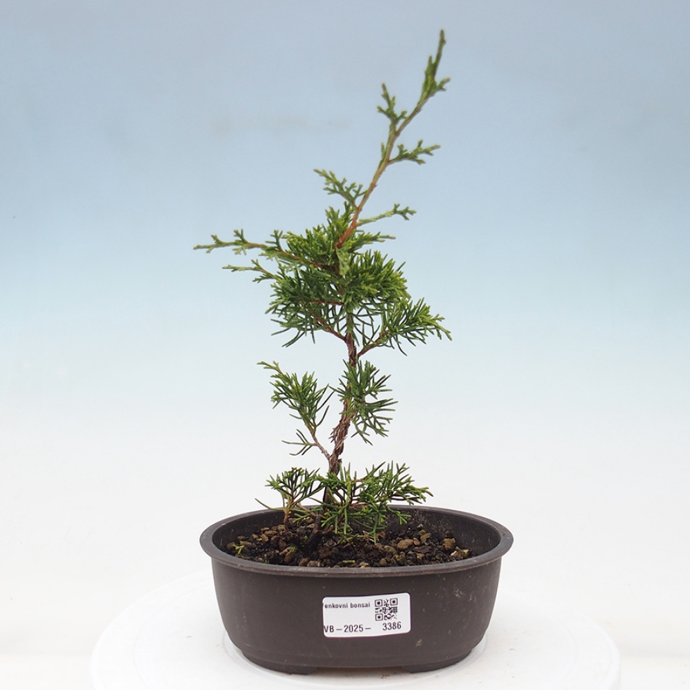 Bonsai da esterno - Juniperus chinensis Itoigawa