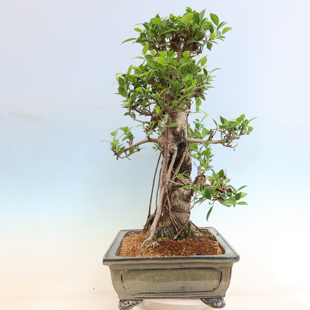 Camera bonsai - Ficus kimmen - ficus a foglie piccole