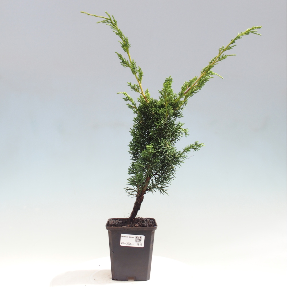 Bonsai da esterno - Juniperus chinensis Kishu