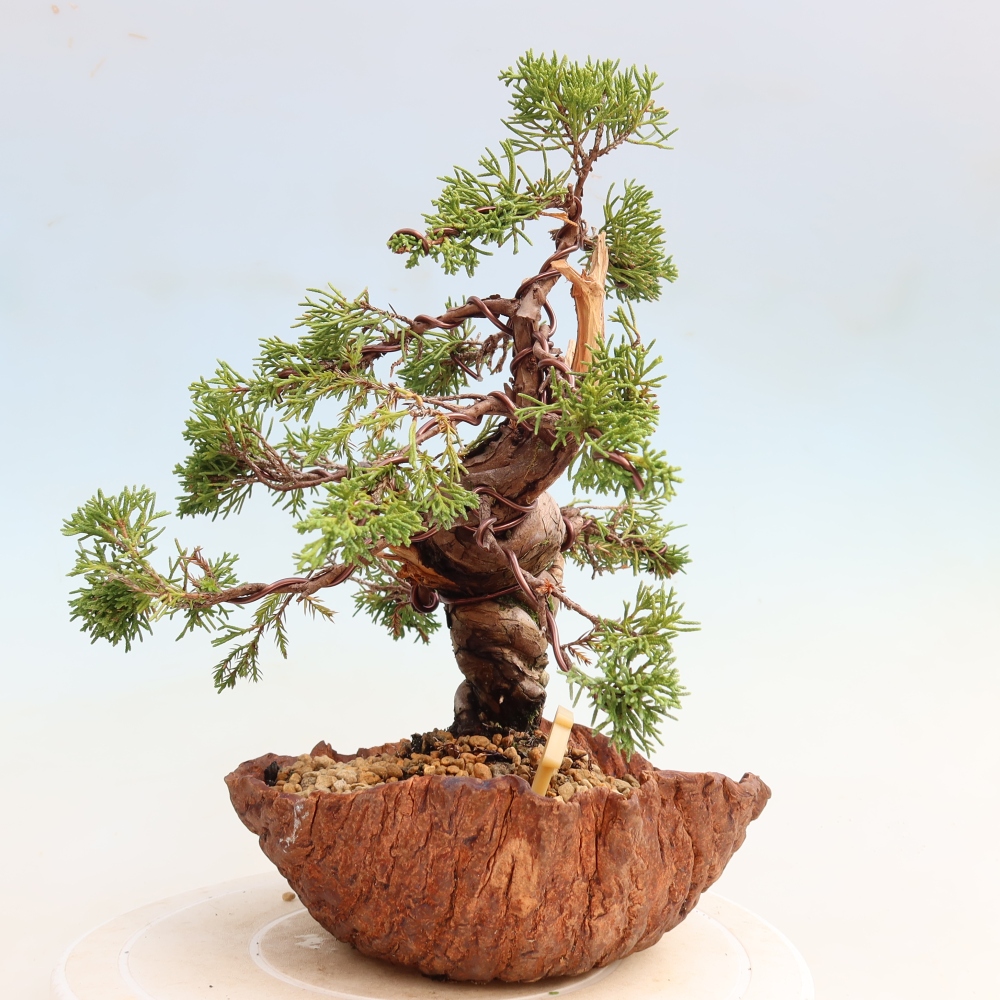 Bonsai da esterno - Juniperus chinensis Itoigawa-Juniperus chinensis