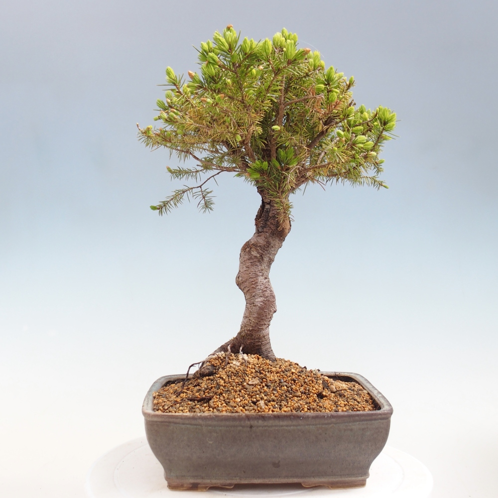 Bonsai da esterno - Abete rosso - Picea glauca globo