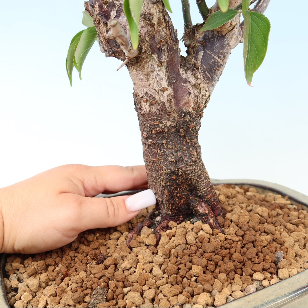 Bonsai da esterno - Albicocco giapponese - Prunus Mume
