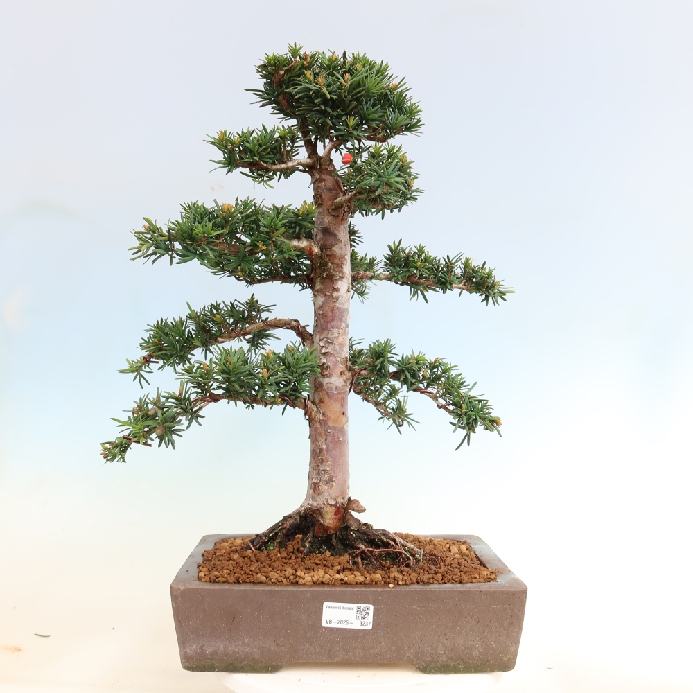 Bonsai da esterno - Taxus cuspidata - Tasso giapponese