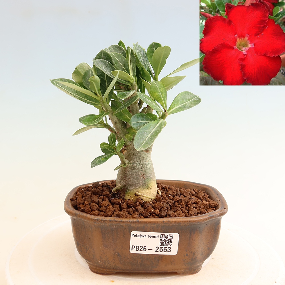 Bonsai da interno - Adenium obesum Red Star - Rosa del deserto