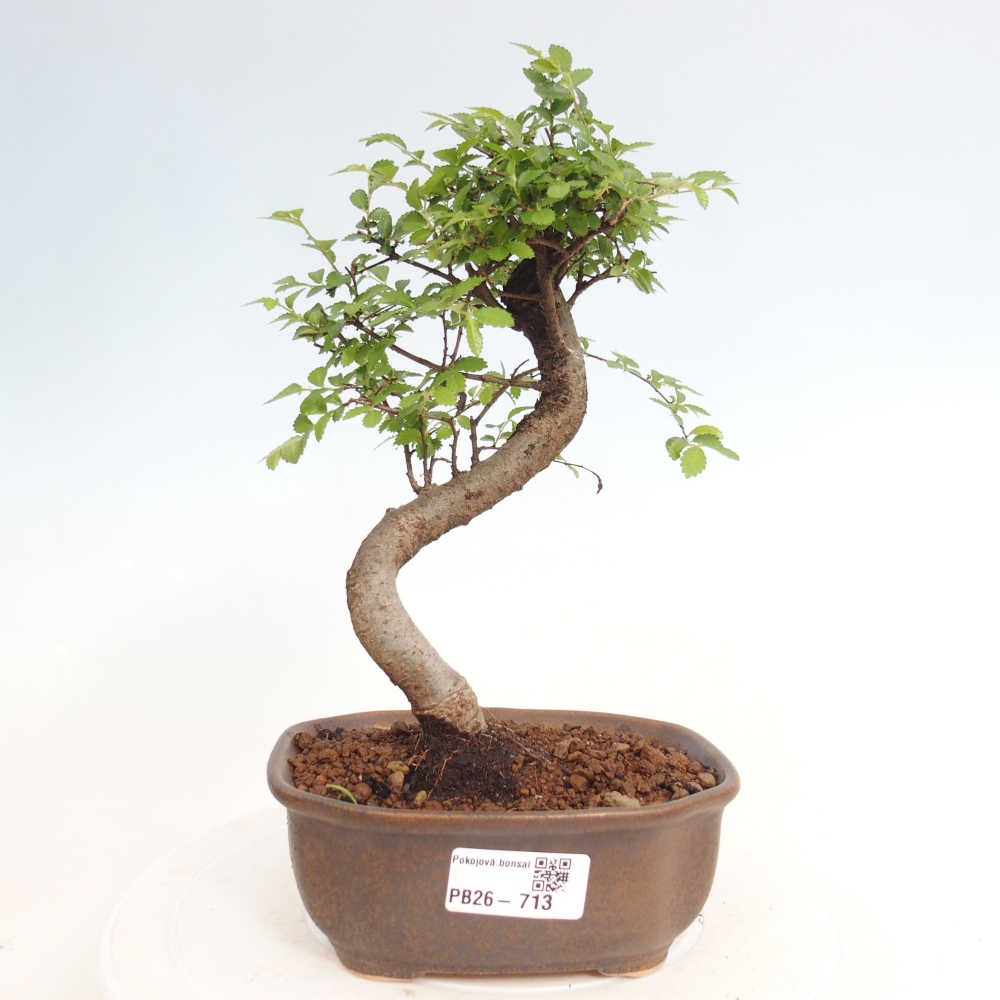 Camera bonsai - Ulmus parvifolia - Olmo a foglie piccole