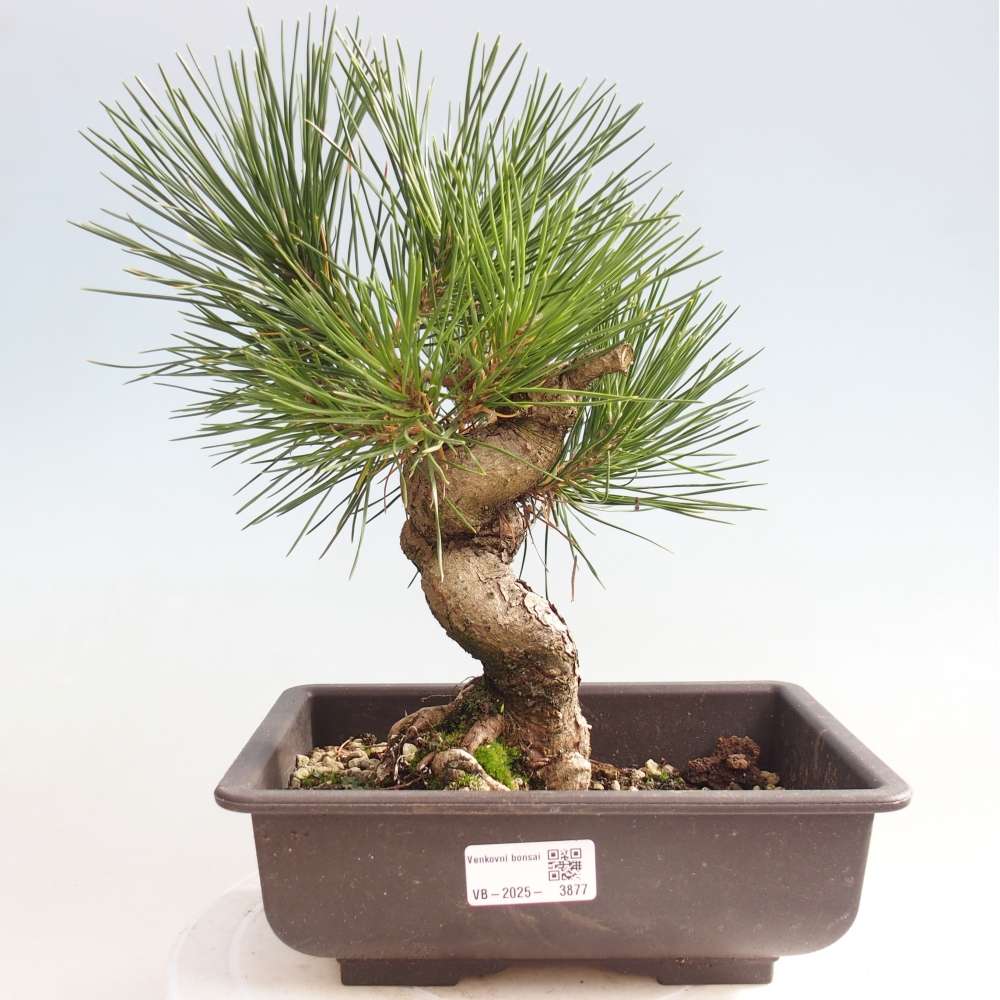 Bonsai da esterno - Pinus thunbergii - Pino di Thunberg