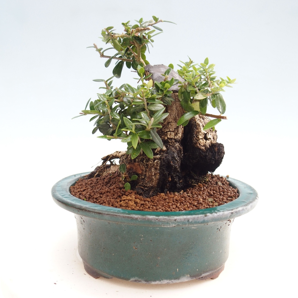 Bonsai da interno - Olea europaea sylvestris