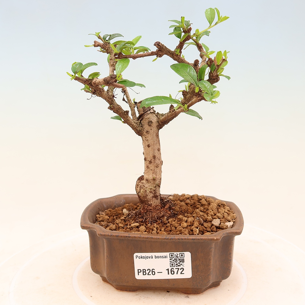 Camera bonsai - Carmona macrophylla - Tea fuki