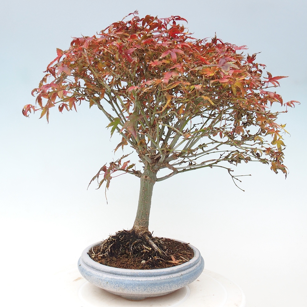 Acer palmatum KIOHIME - Acero palmato