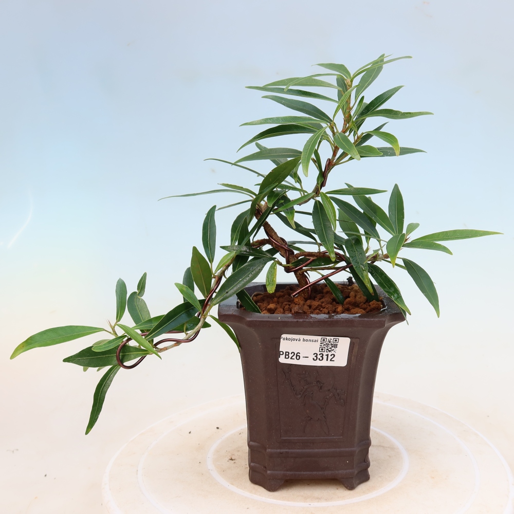 Camera bonsai - Ficus nerifolia - ficus a foglie piccole